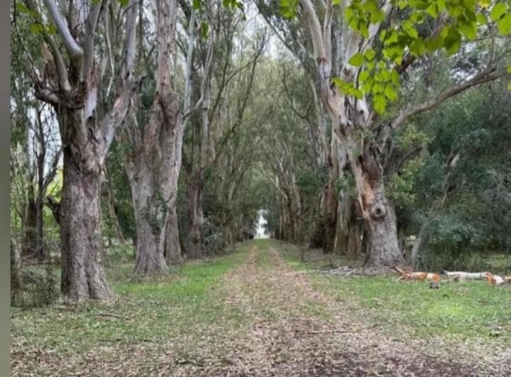 Venta Campo 78 has Brandsen Casa Colonial 900m2 Pileta Silos Corrales